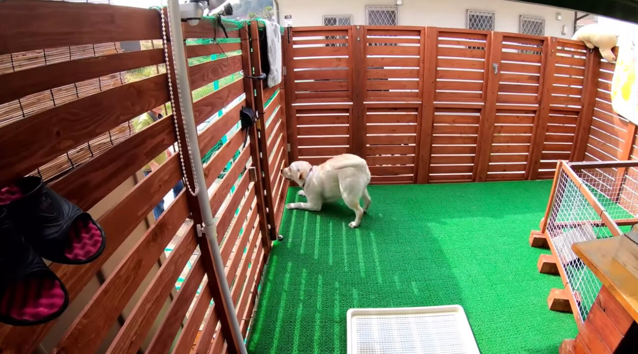 ラブラドールレトリーバー,動画