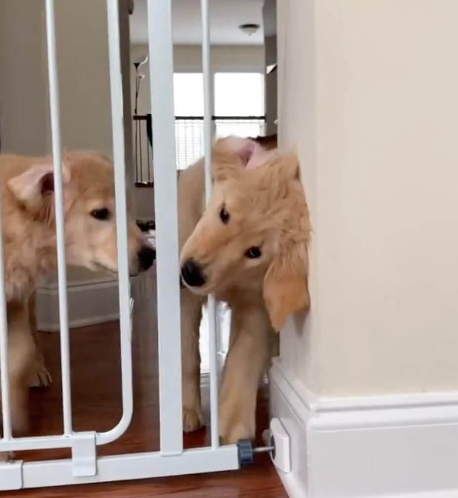 ゴールデンレトリーバー,動画