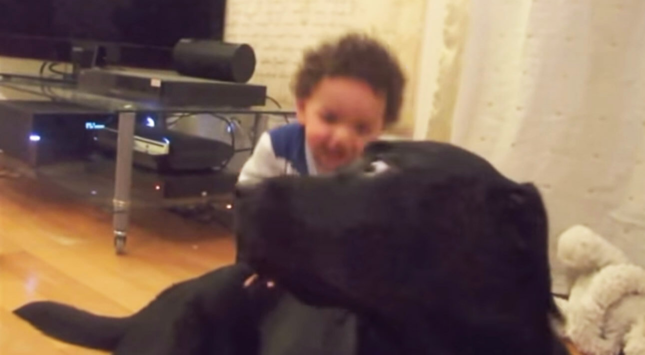 ラブラドールレトリーバー,動画