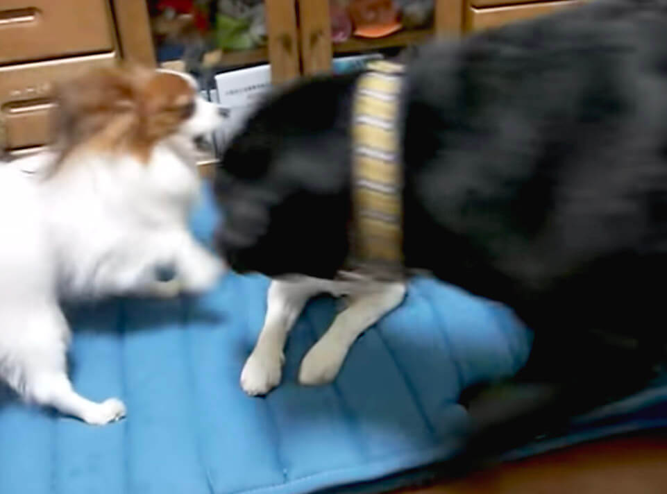 ラブラドールレトリーバー,動画