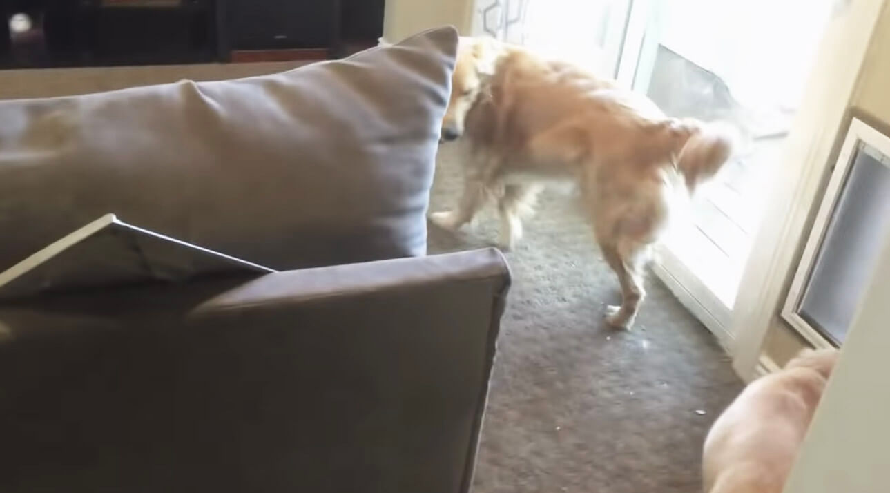 ゴールデンレトリーバー,動画