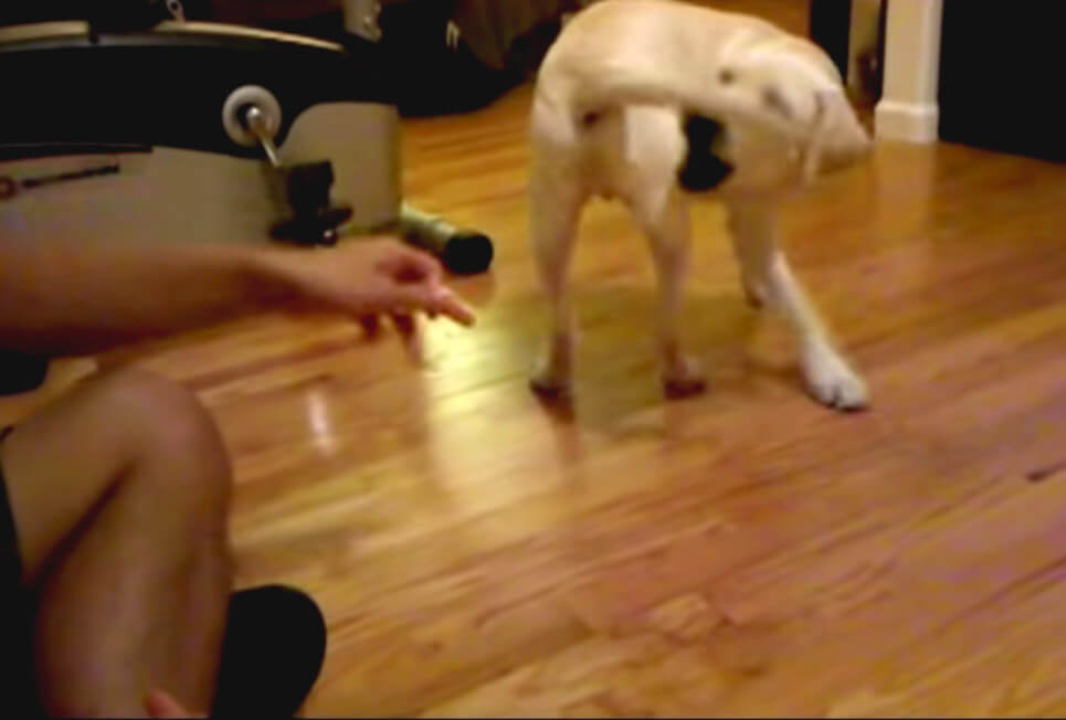 ラブラドールレトリーバー,動画