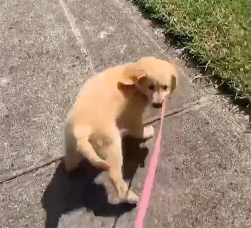 ゴールデンレトリーバー,動画