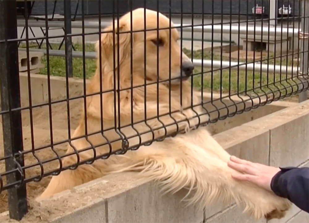 ゴールデンレトリーバー,動画