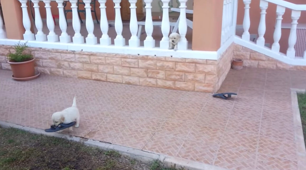 ラブラドールレトリーバー,動画