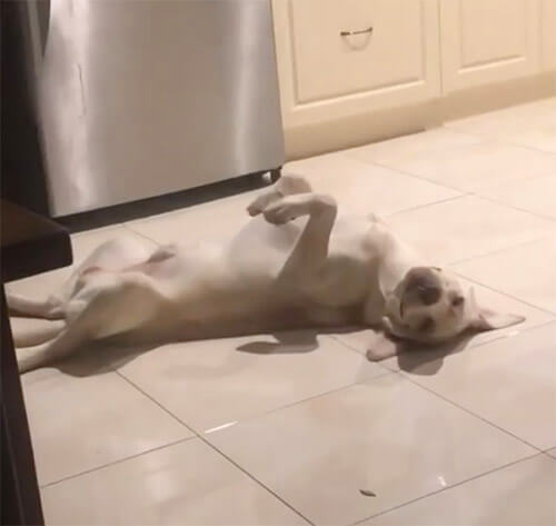 ラブラドールレトリーバー,動画