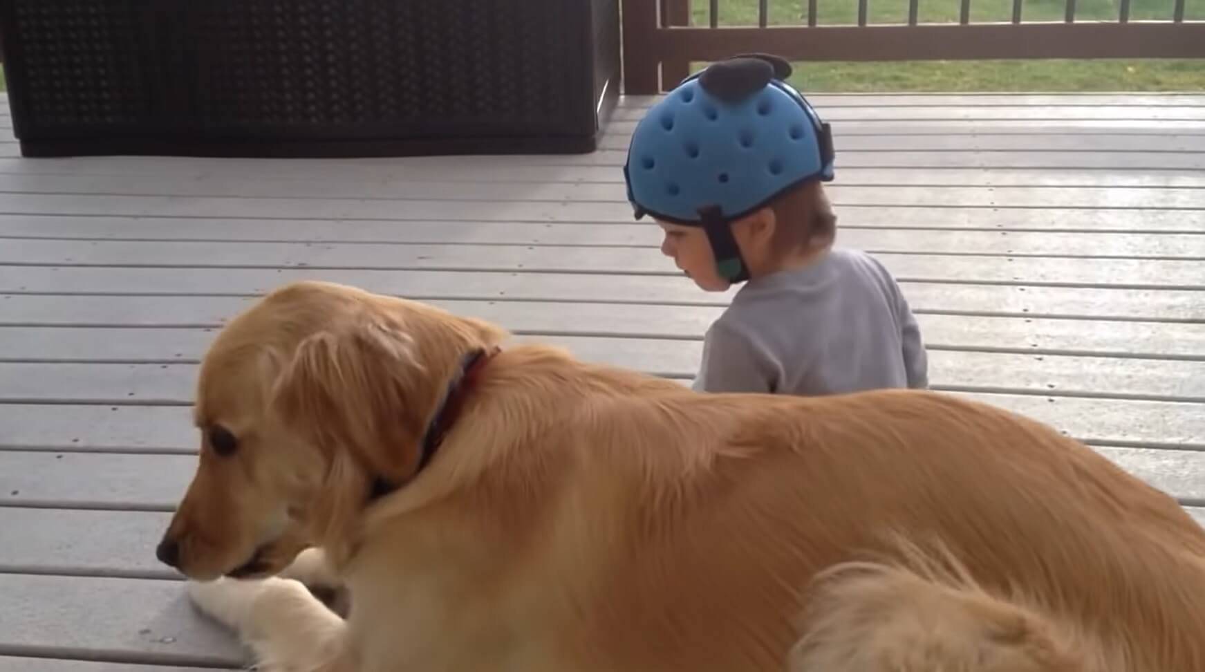 ゴールデンレトリーバー,動画