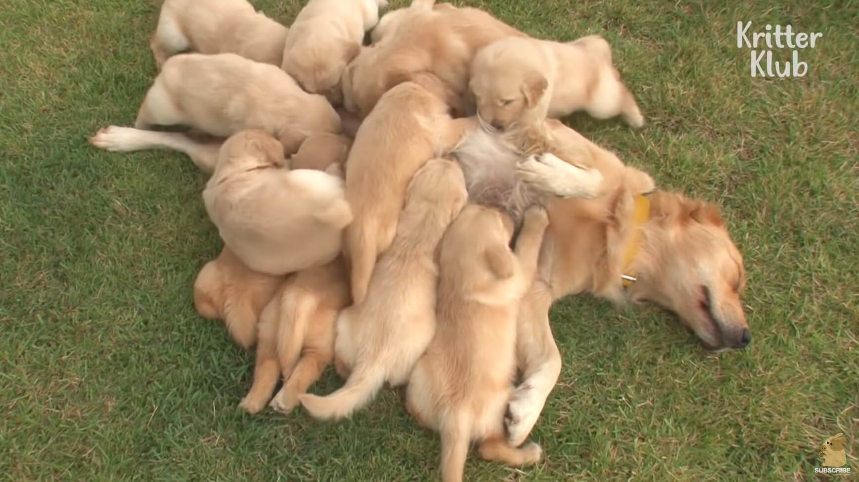 ゴールデンレトリーバー,動画