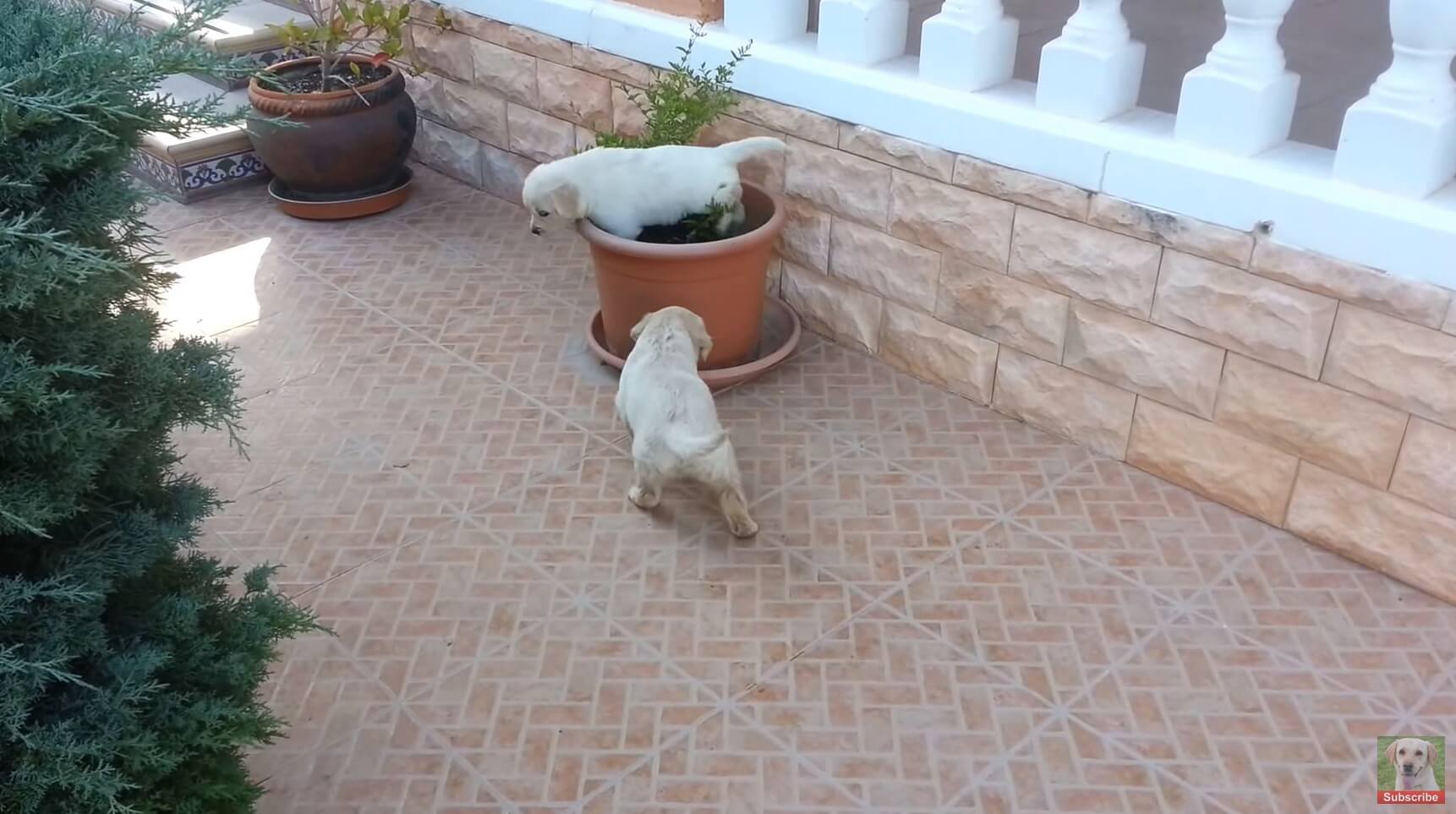 ラブラドールレトリーバー,動画