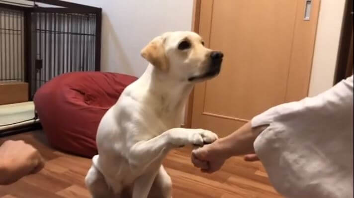 ラブラドールレトリーバー,動画