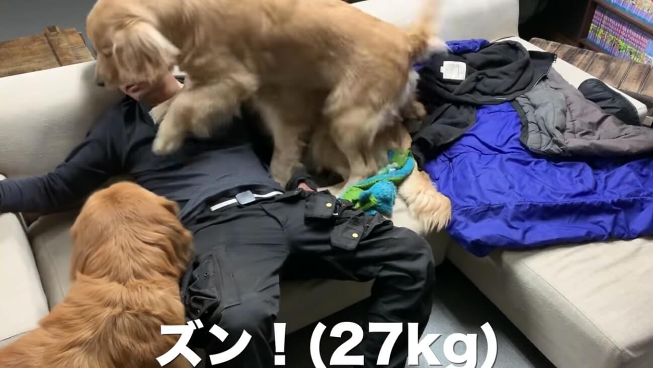 ゴールデンレトリーバー,動画