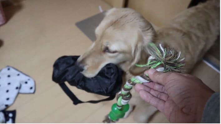 ゴールデンレトリーバー,動画