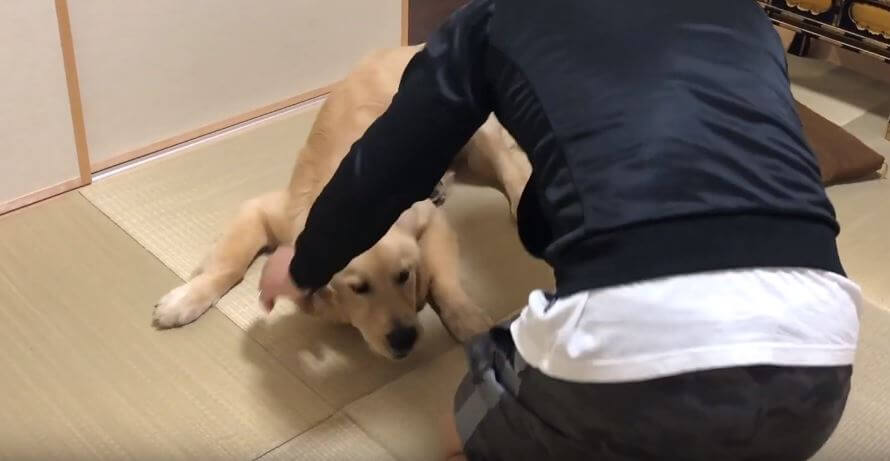 ゴールデンレトリーバー,動画