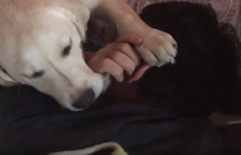 ラブラドールレトリーバー,動画