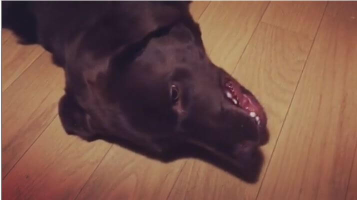 ゴールデンレトリーバー,動画