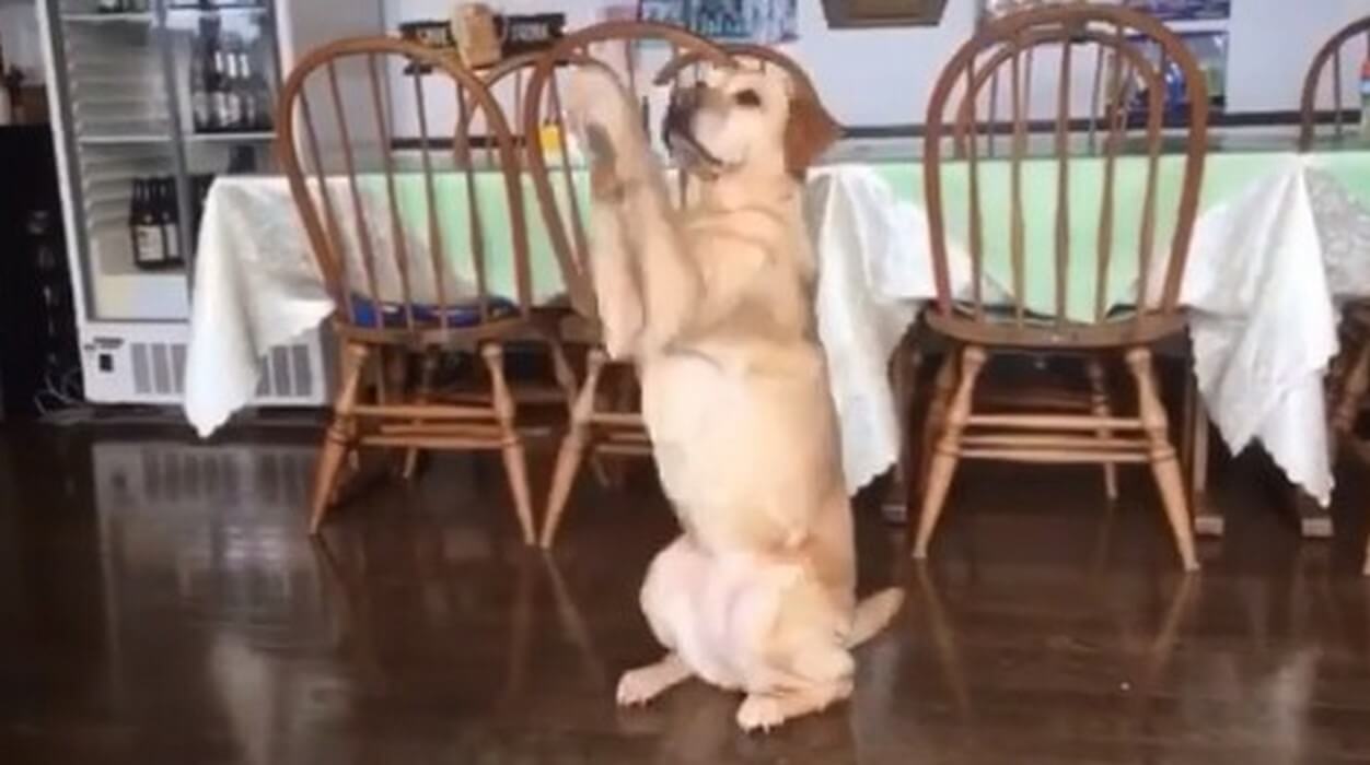 ラブラドールレトリーバー,動画