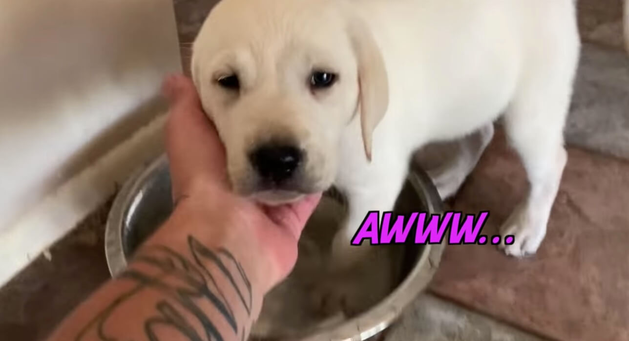 ラブラドールレトリーバー,動画