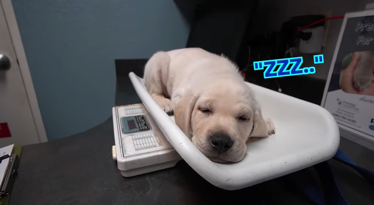 ラブラドールレトリーバー,動画