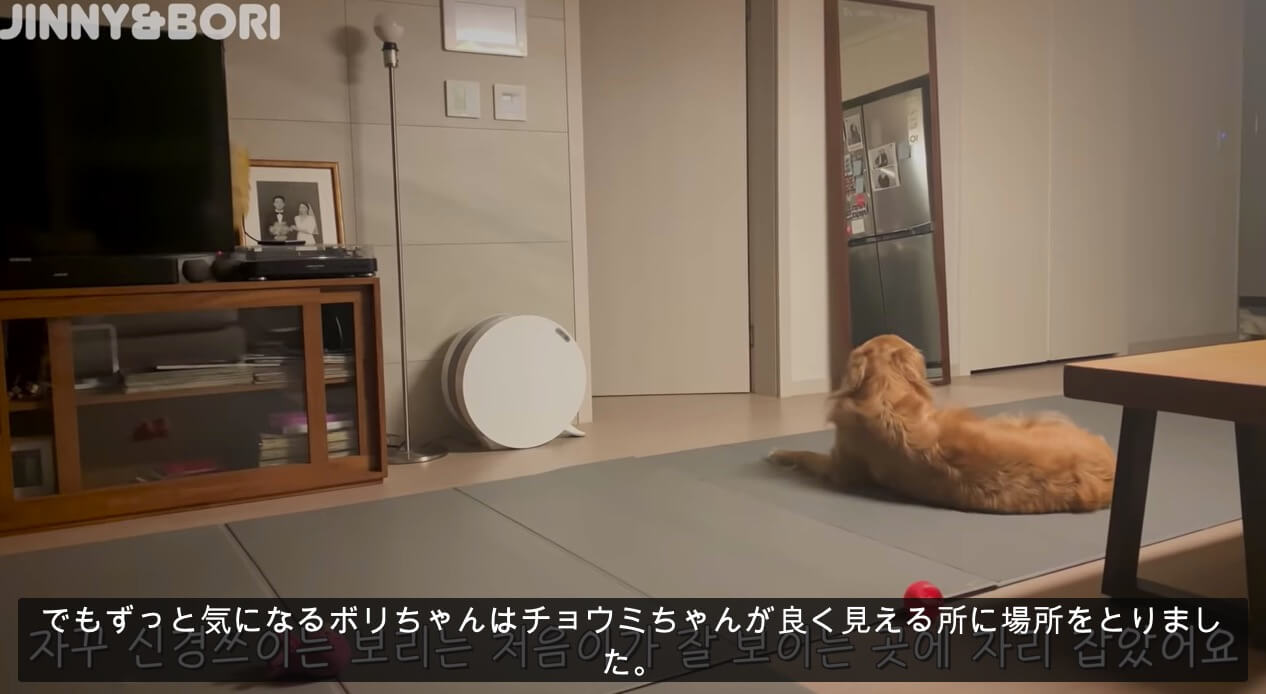 ゴールデンレトリーバー,動画