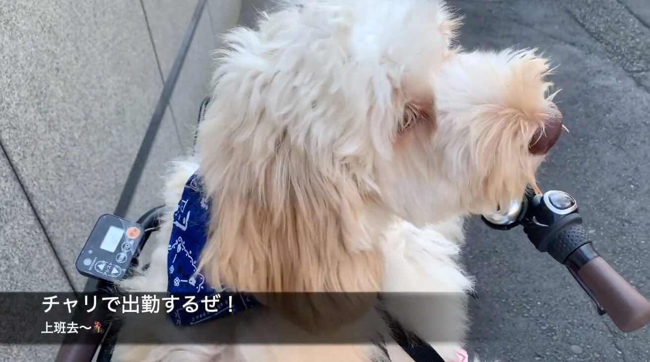 ラブラドゥードル,動画