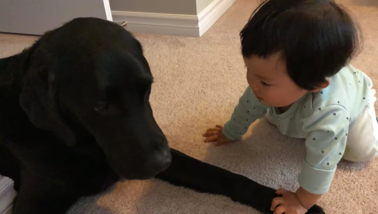 ラブラドールレトリーバー,動画