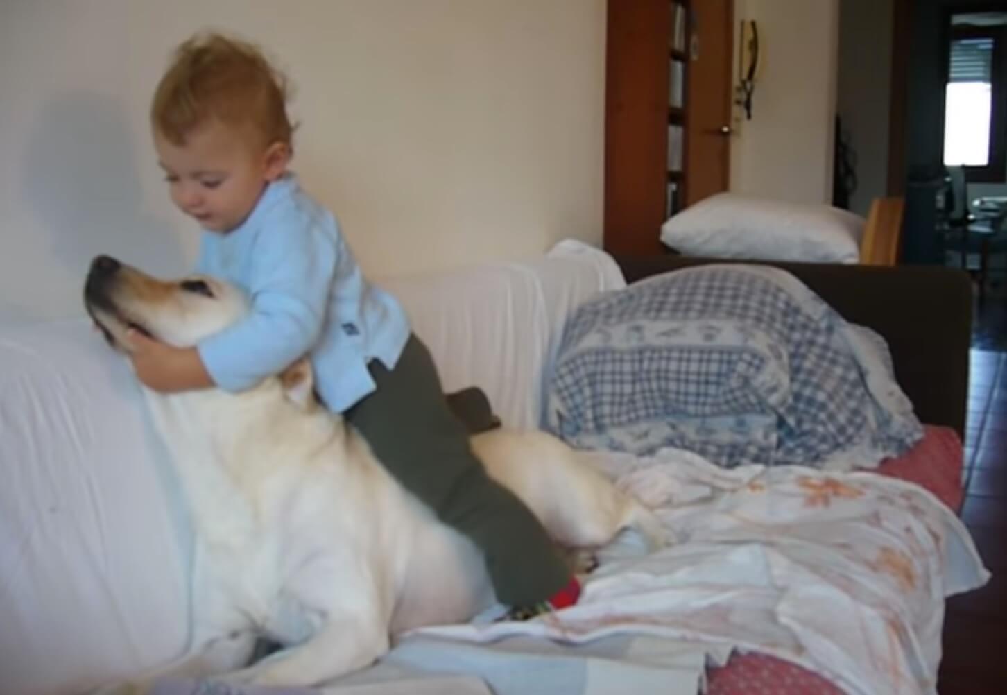 ラブラドールレトリーバー,動画