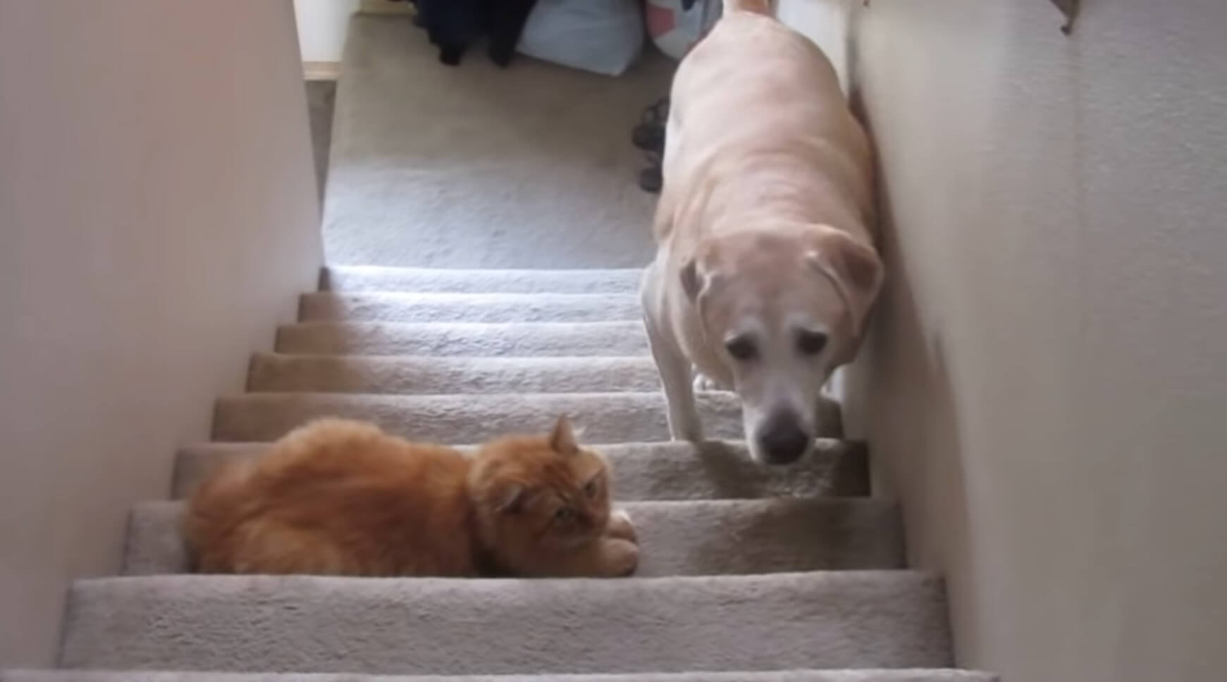 ラブラドールレトリーバー,動画