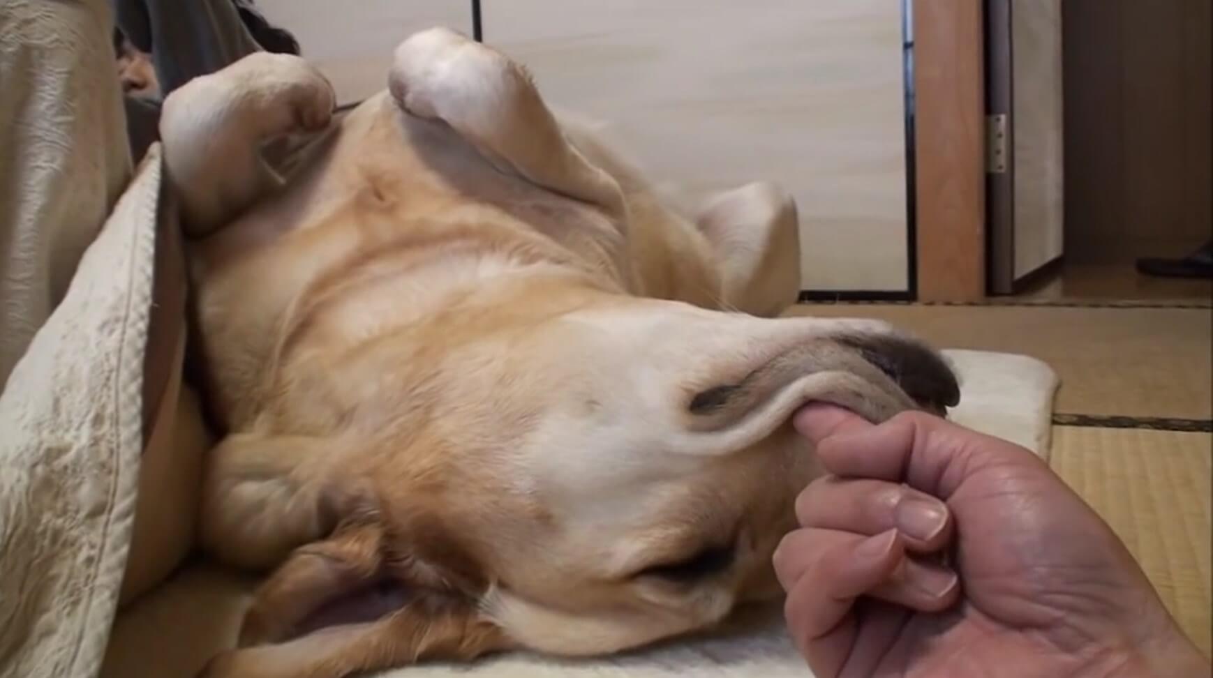 ラブラドールレトリーバー,動画