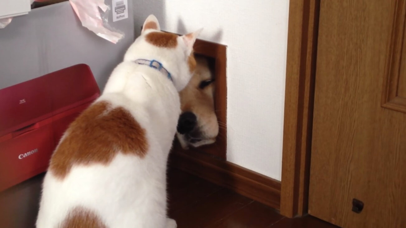 ゴールデンレトリーバー,動画