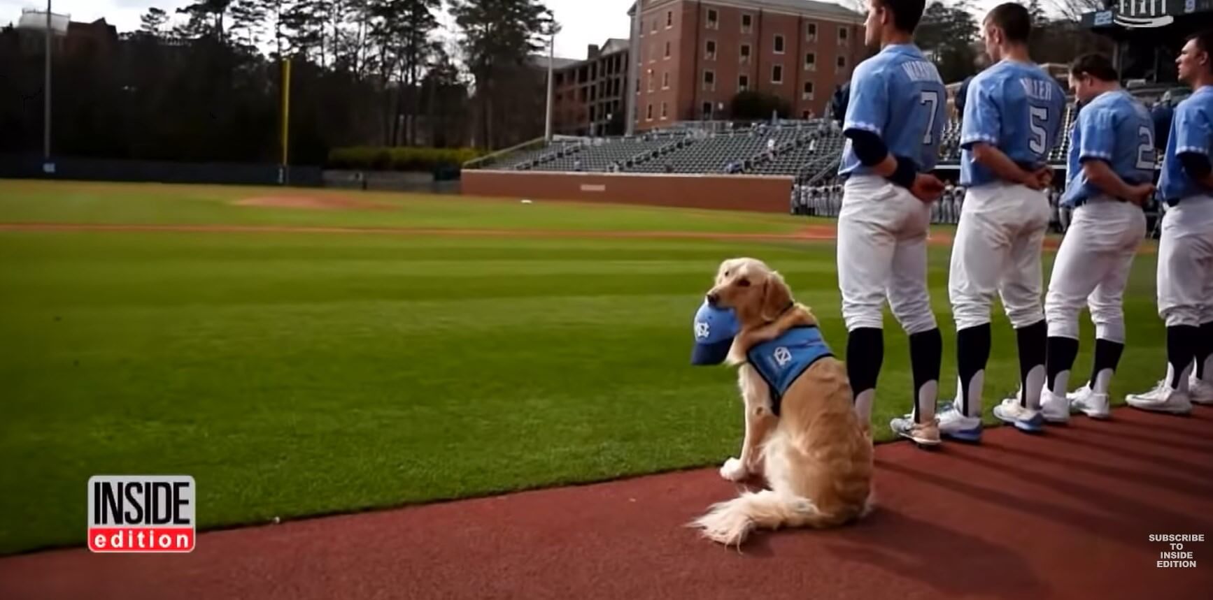 ゴールデンレトリーバー,動画