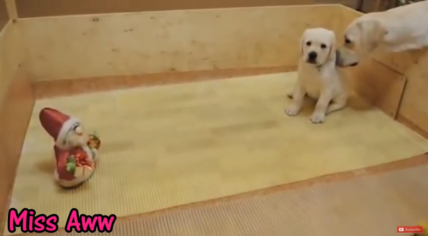 ラブラドールレトリーバー,動画