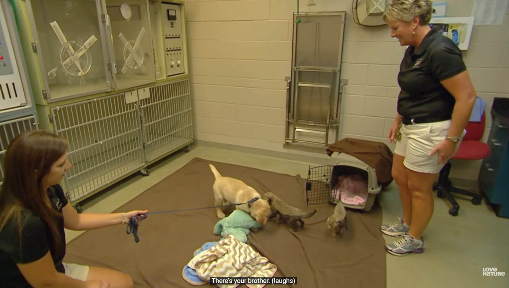 ラブラドールレトリーバー,動画