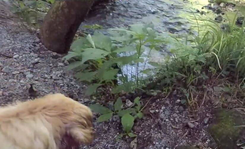 ゴールデンレトリーバー,動画