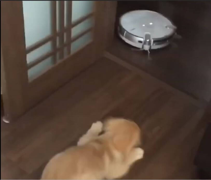 ゴールデンレトリーバー,動画