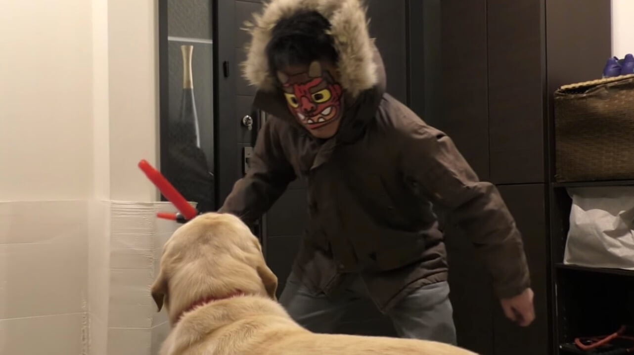 ラブラドールレトリーバー,動画