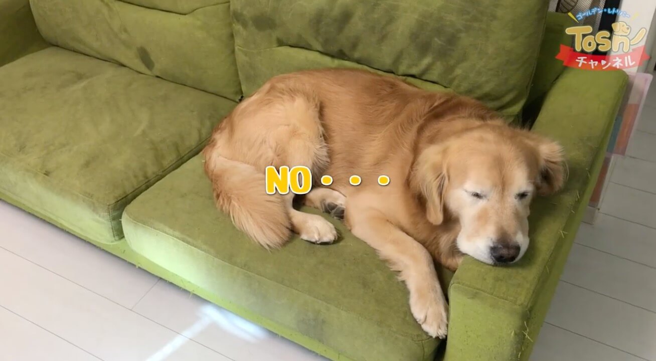 ゴールデンレトリーバー,動画