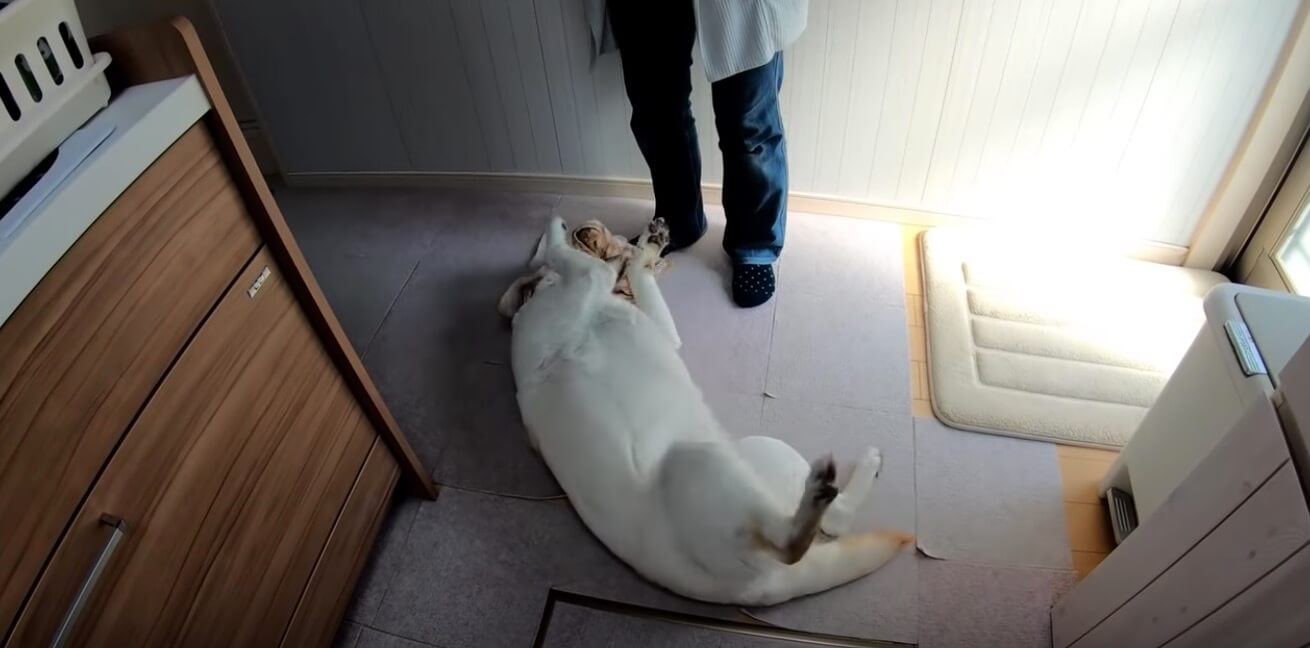 ラブラドールレトリーバー,動画