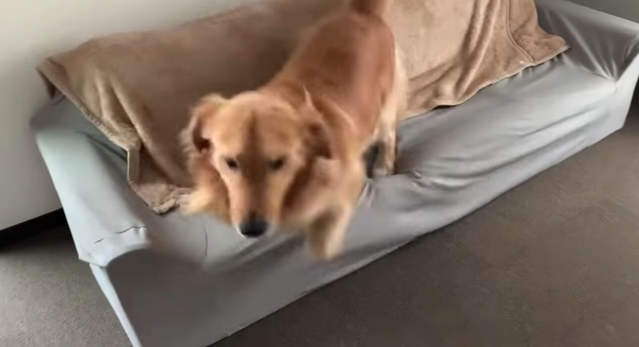 ゴールデンレトリーバー,動画