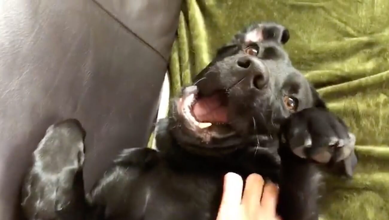 ラブラドールレトリーバー,動画