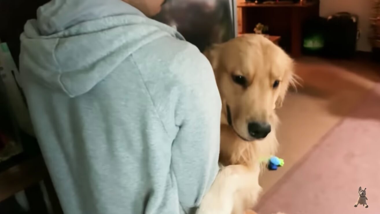 ゴールデンレトリーバー,動画