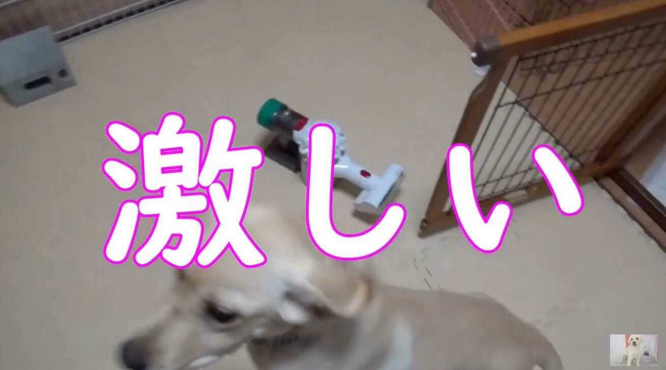 ラブラドールレトリーバー,動画