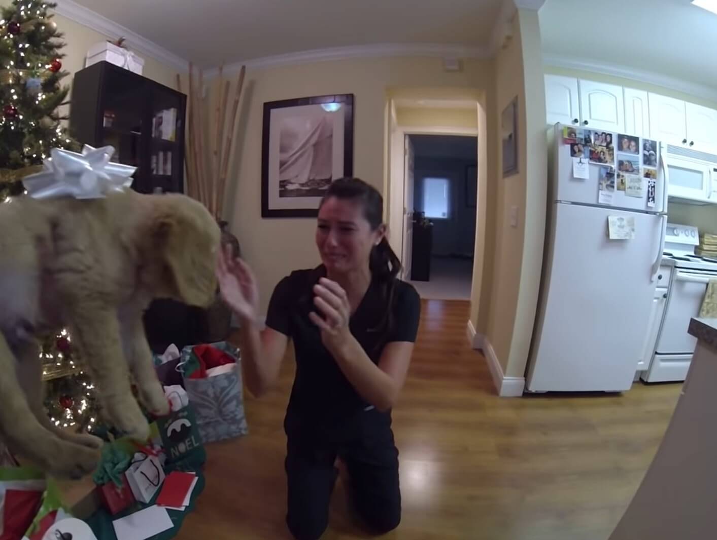 ゴールデンレトリーバー,動画