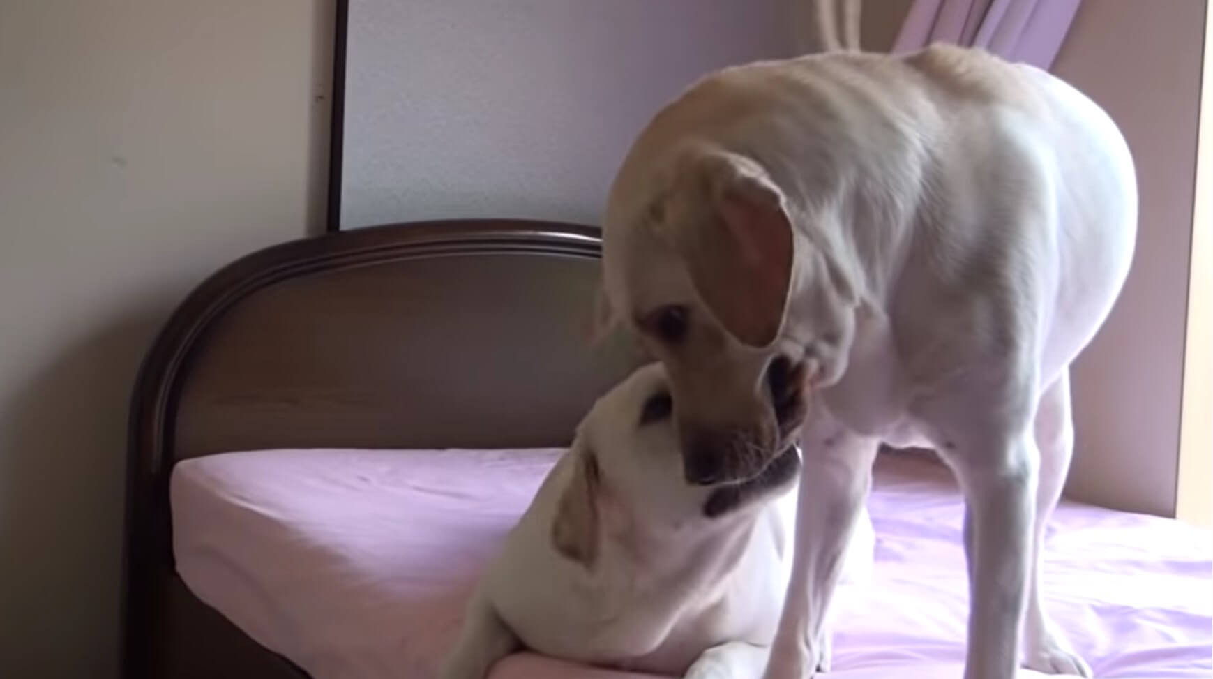 ラブラドールレトリーバー,動画