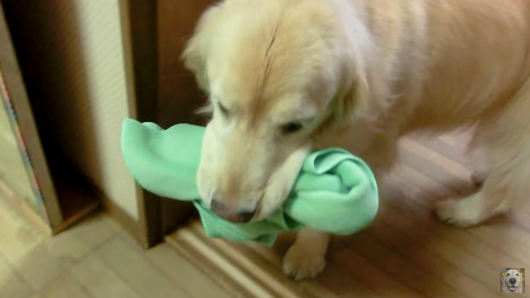 ゴールデンレトリーバー,動画