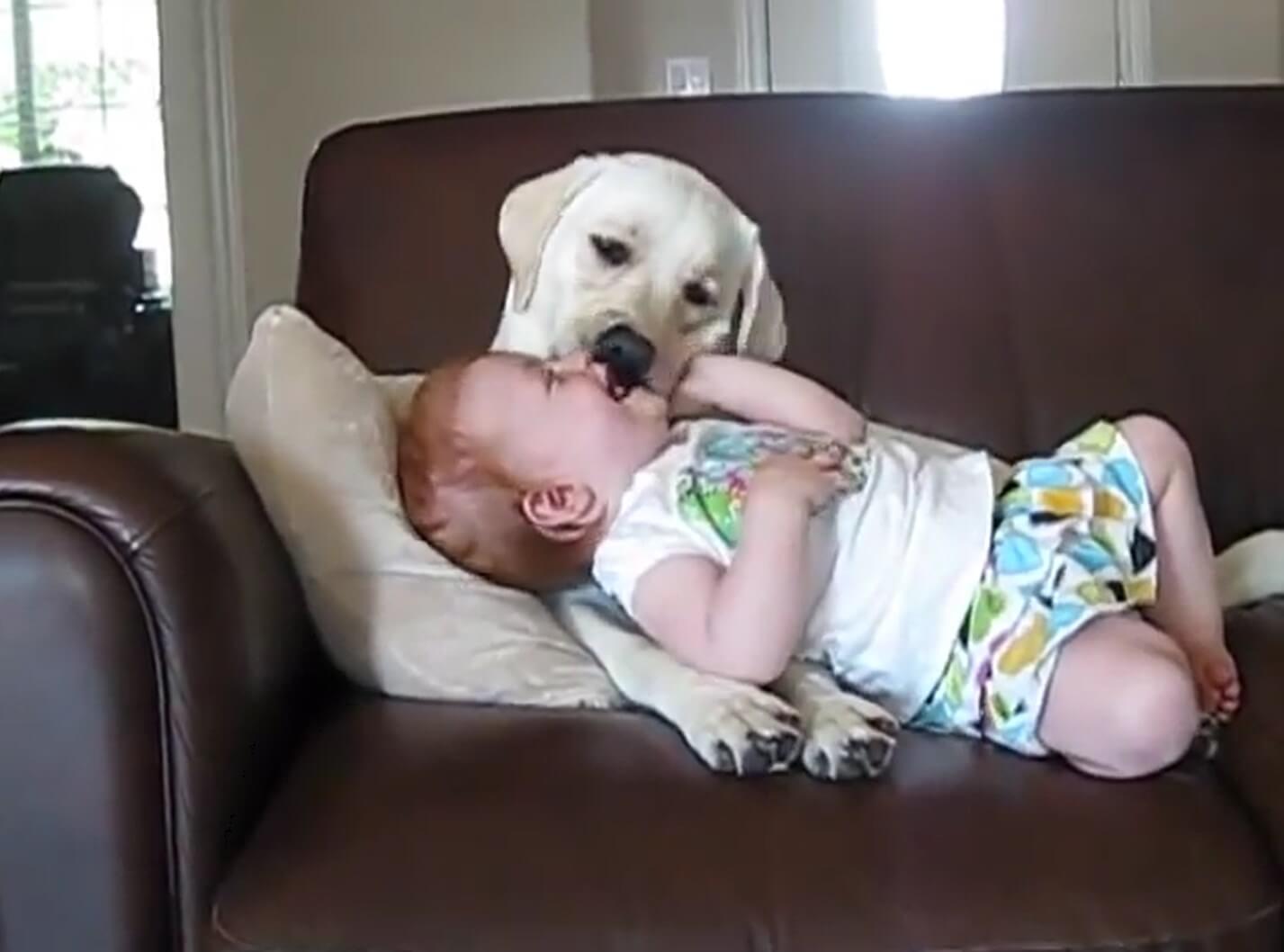 ラブラドールレトリーバー,動画