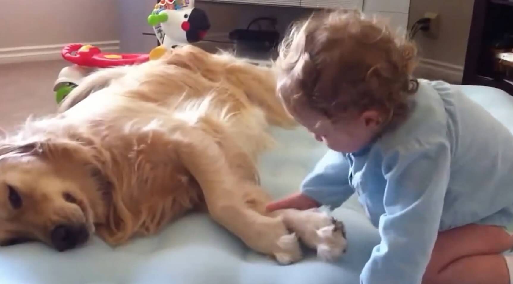 ゴールデンレトリーバー,動画