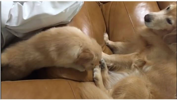 ゴールデンレトリーバー,動画