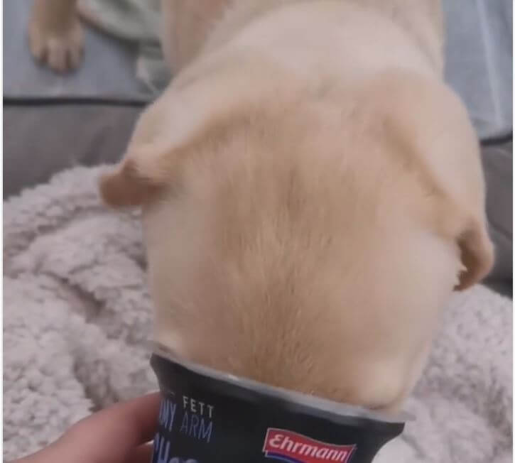 ラブラドールレトリーバー,動画