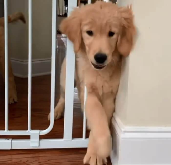 ゴールデンレトリーバー,動画