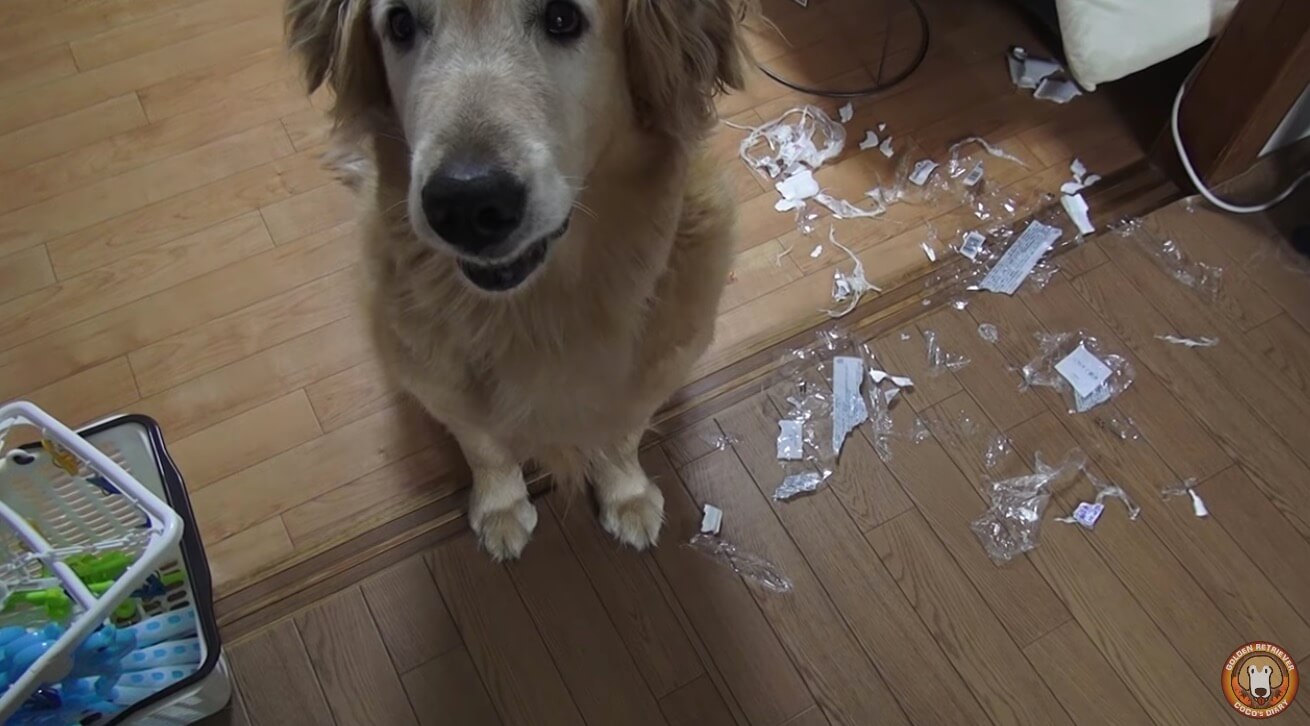 ゴールデンレトリーバー,動画